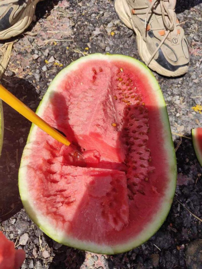 宁夏中卫硒砂瓜金城5号石头瓜产地直供欢迎全国客户一手货源