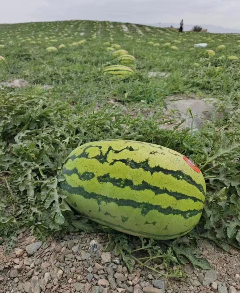 宁夏中卫硒砂瓜金城5号石头瓜产地直供欢迎全国客户一手货源