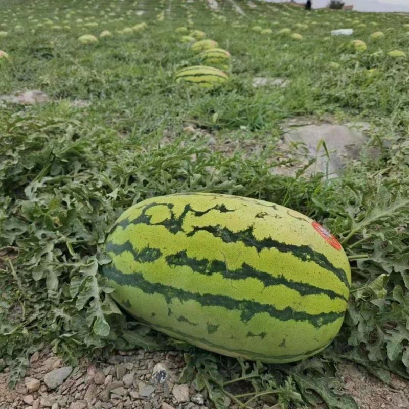 宁夏中卫硒砂瓜大量上市需要的客户可实地采摘视频看货一手货
