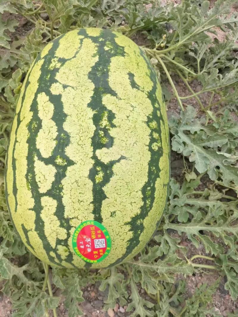 宁夏中卫硒砂瓜大量上市需要的客户可实地采摘视频看货一手货