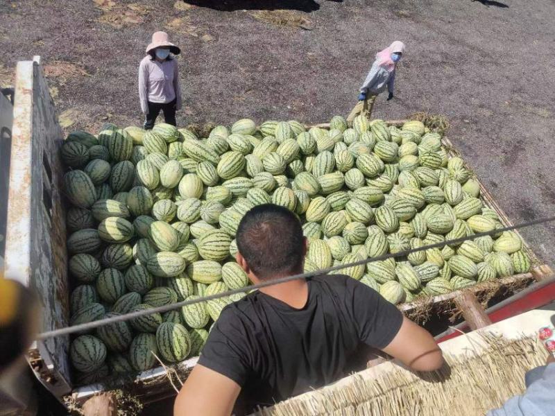 宁夏中卫硒砂瓜大量上市需要的客户可实地采摘视频看货一手货