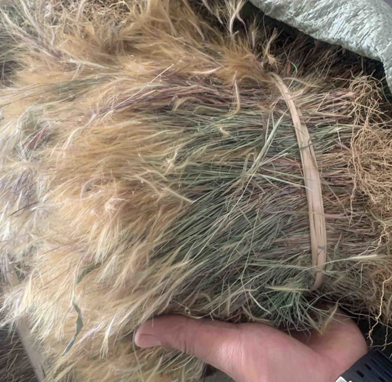 云南中草药猫毛草，也称金丝草，需要的老板抓紧联系