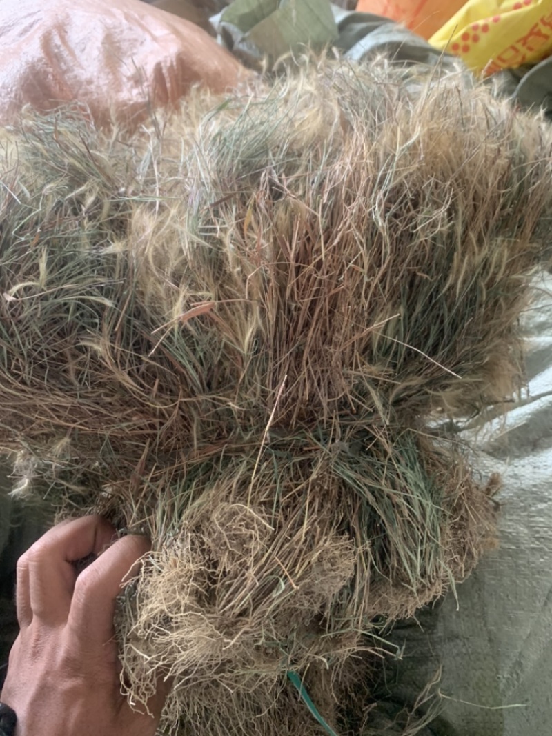 云南中草药猫毛草，也称金丝草，需要的老板抓紧联系