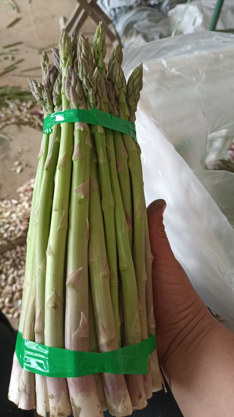 鲜芦笋已经进入采摘期，欢迎新老客户订货