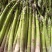 鲜芦笋已经进入采摘期，欢迎新老客户订货