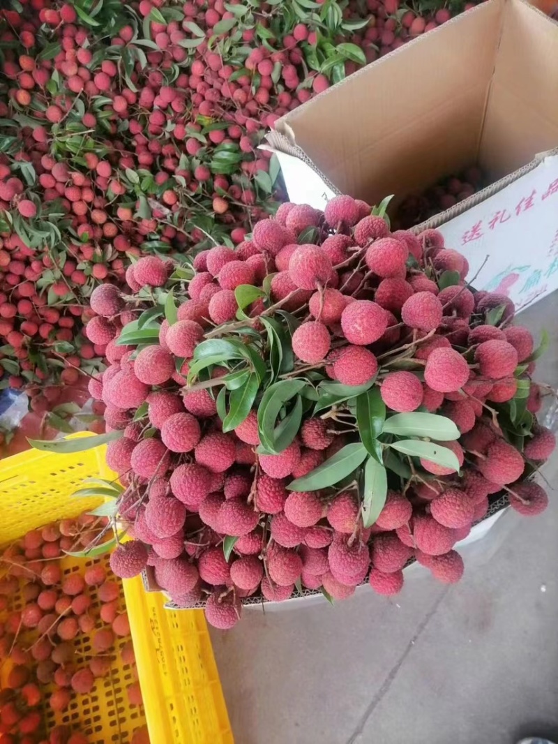 广西平南县荔枝6月份上市产地直销品质保证