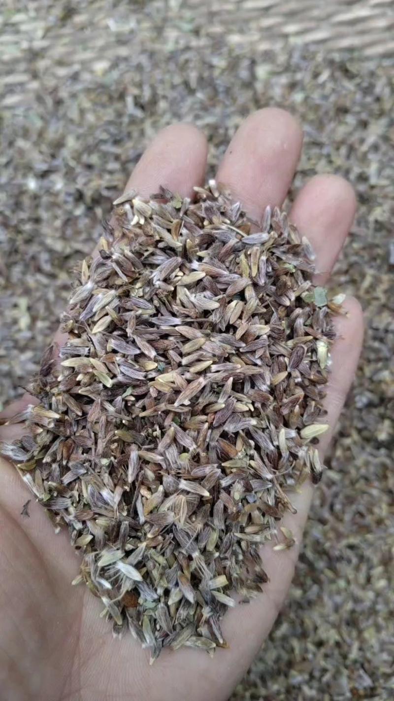 出售新产苍术种子朱砂点苍术籽苍术籽春秋播种