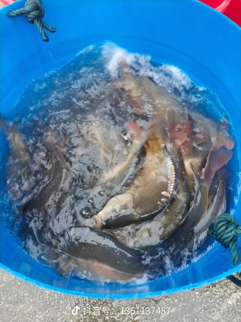 裸鲤