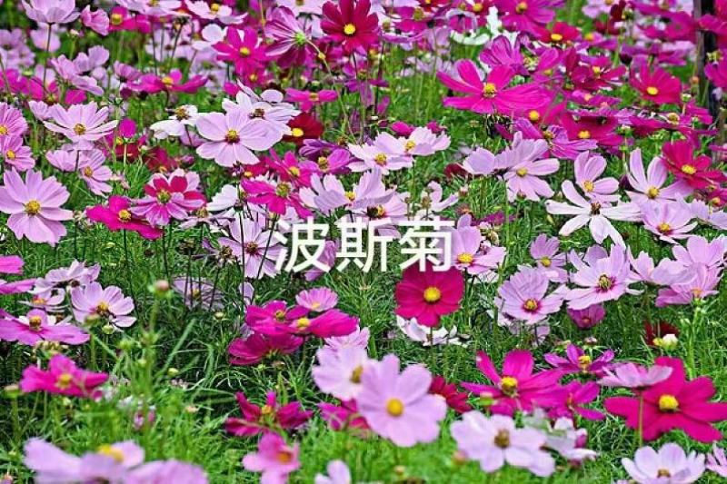 波斯菊花种子格桑花种籽子七彩四季开花易活花籽庭院野花组合