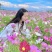 波斯菊花种子格桑花种籽子七彩四季开花易活花籽庭院野花组合