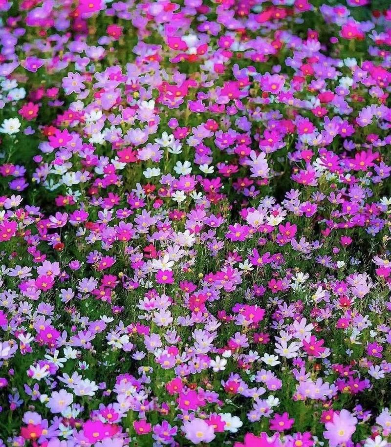 波斯菊花种子格桑花种籽子七彩四季开花易活花籽庭院野花组合