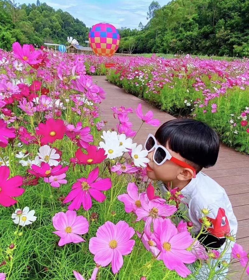 波斯菊花种子格桑花种籽子七彩四季开花易活花籽庭院野花组合