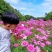 波斯菊花种子格桑花种籽子七彩四季开花易活花籽庭院野花组合
