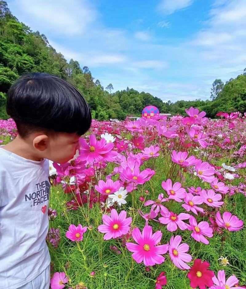 波斯菊花种子格桑花种籽子七彩四季开花易活花籽庭院野花组合