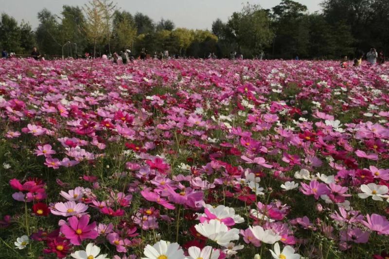 波斯菊花种子格桑花种籽子七彩四季开花易活花籽庭院野花组合