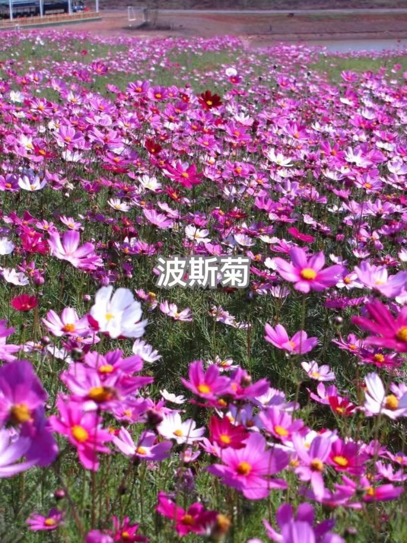 波斯菊花种子格桑花种籽子七彩四季开花易活花籽庭院野花组合