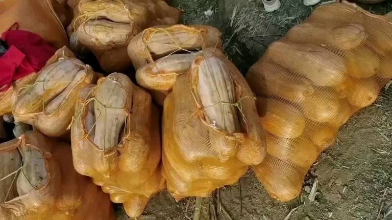 海南南瓜精品密本老南瓜大量上市产地直发全国发货