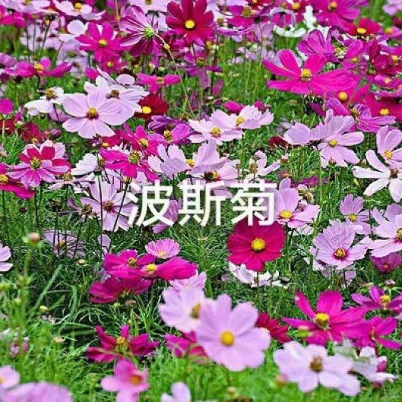 波斯菊花种子格桑花种籽子七彩四季开花易活花籽庭院野花组合