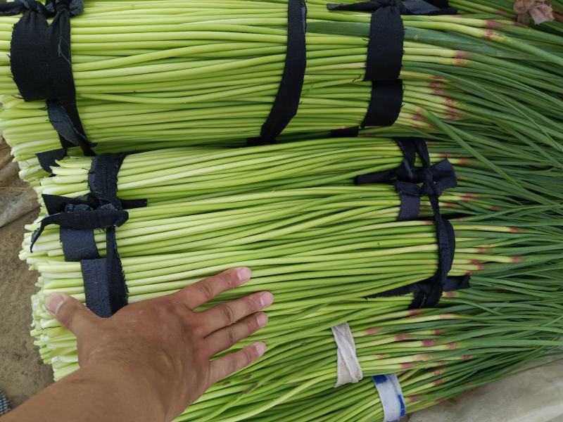 【蒜薹】河南红冒蒜苔大量现货供应各大市场电商电商