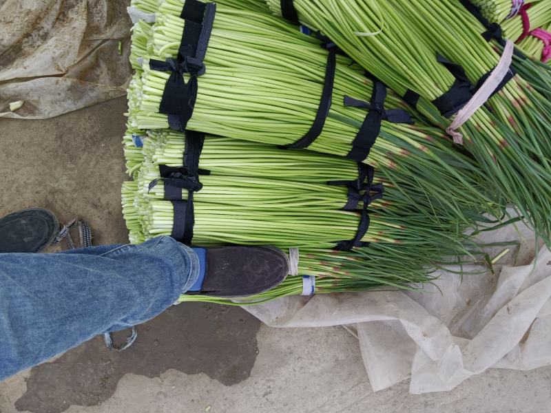 【蒜薹】河南红冒蒜苔大量现货供应各大市场电商电商