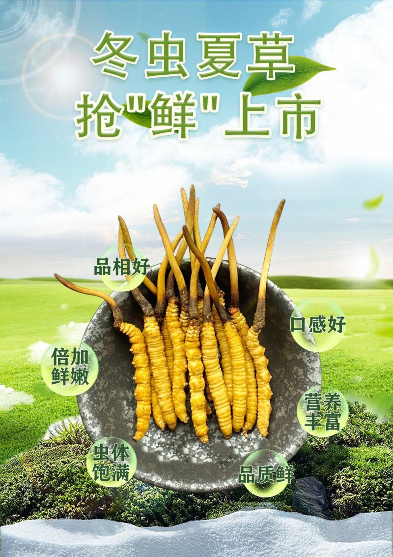 一年一度鲜草，专做0.91.0规格，不大不小，营养刚刚好