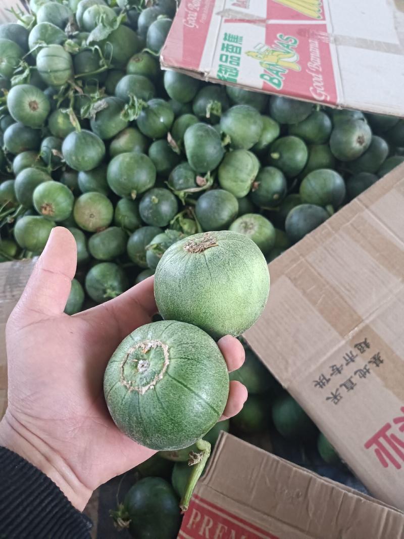 山东临沂费县绿宝甜瓜，产地直发，一手货源，品质保证