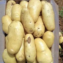 【新鲜】荷兰十五土豆个头均匀颜色好专人分拣全国发货