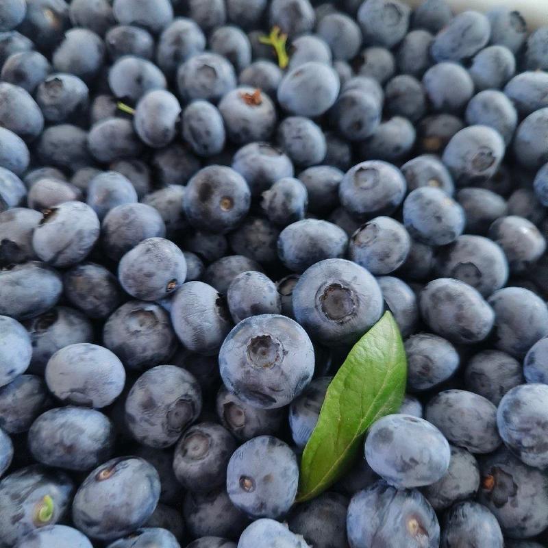 蓝莓山东产地直发保质保量代发全国欢迎选购