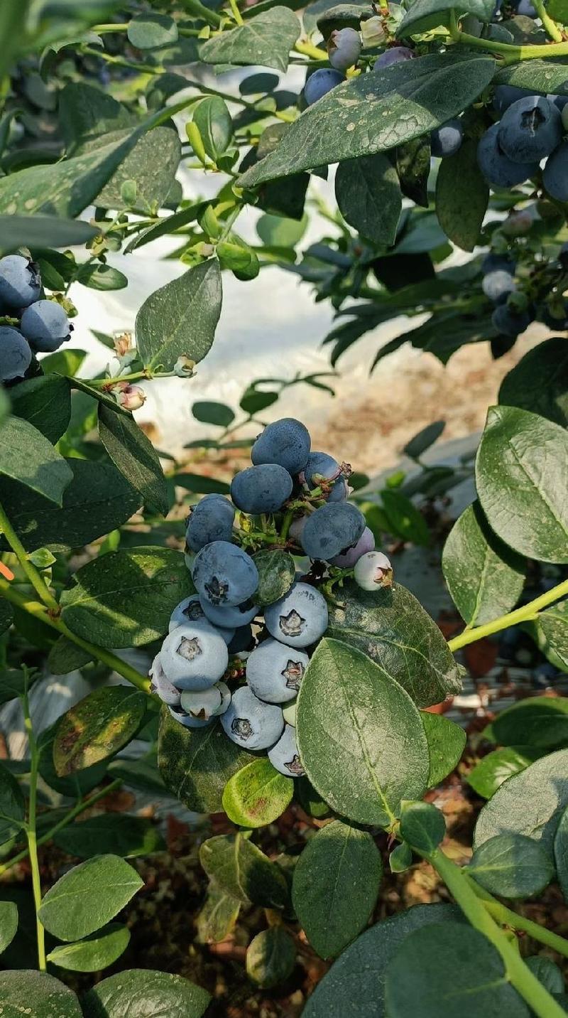 蓝莓山东产地直发保质保量代发全国欢迎选购