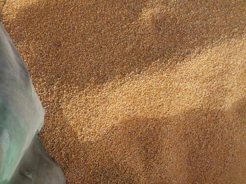 大量供应，普麦，泛麦八号，玉米