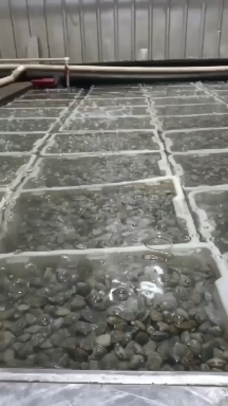 辽宁东港三禾水产精品花蛤