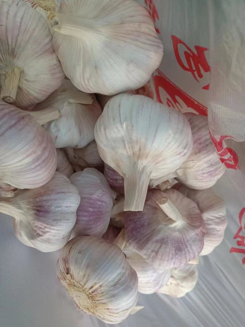 邳州精品大蒜，各种规格都有。皮厚肉嘎嘎香，汁多，全国发货