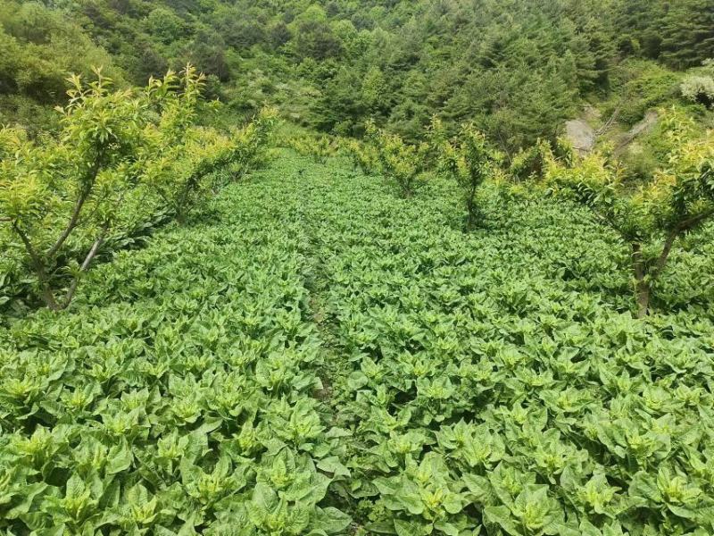 三青窝笋大量上市，产地直发，欢迎老板来电选购