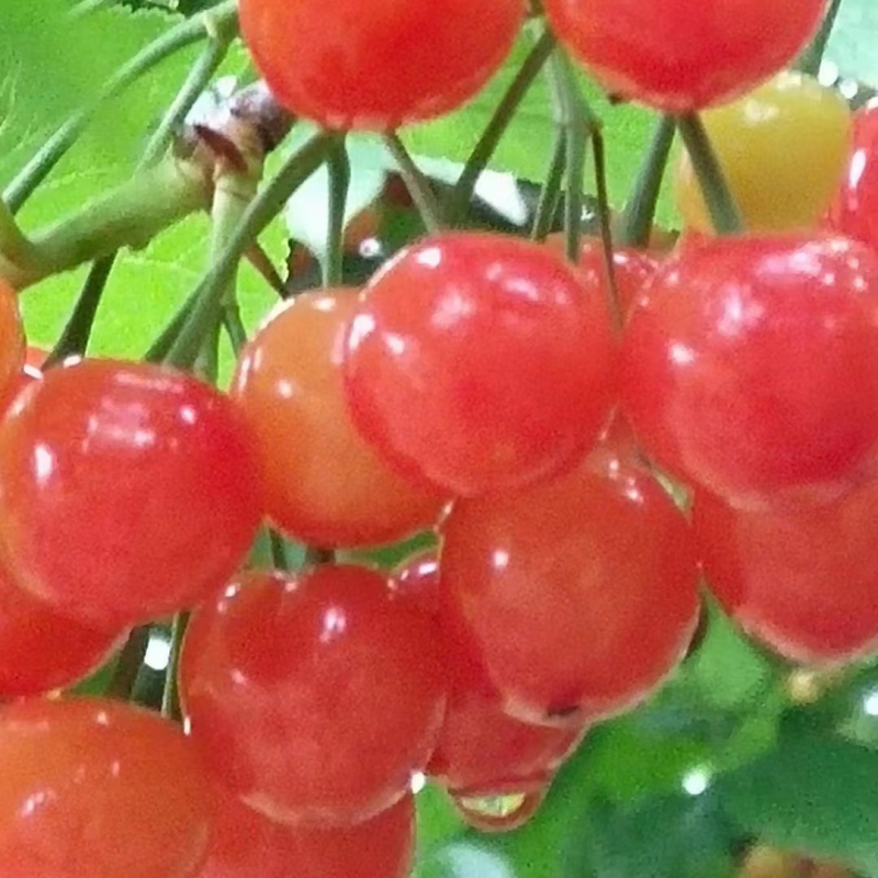 樱桃