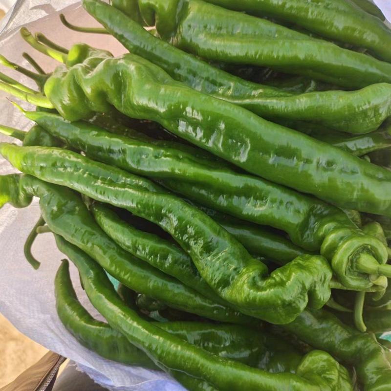 陇椒