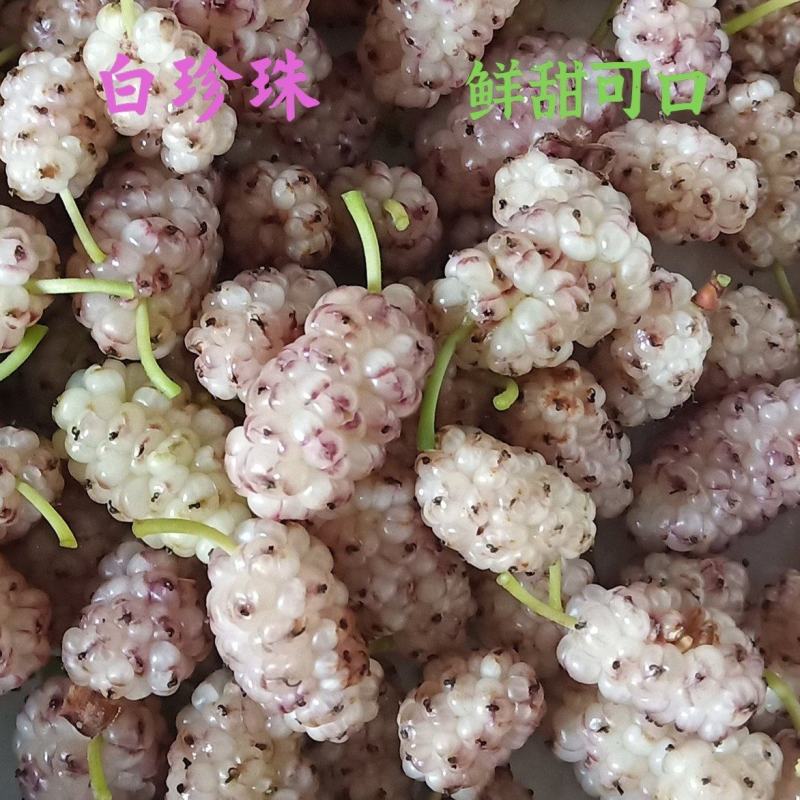 桑树苗韩国白珍珠果桑苗甜中带鲜品种特别的桑葚苗