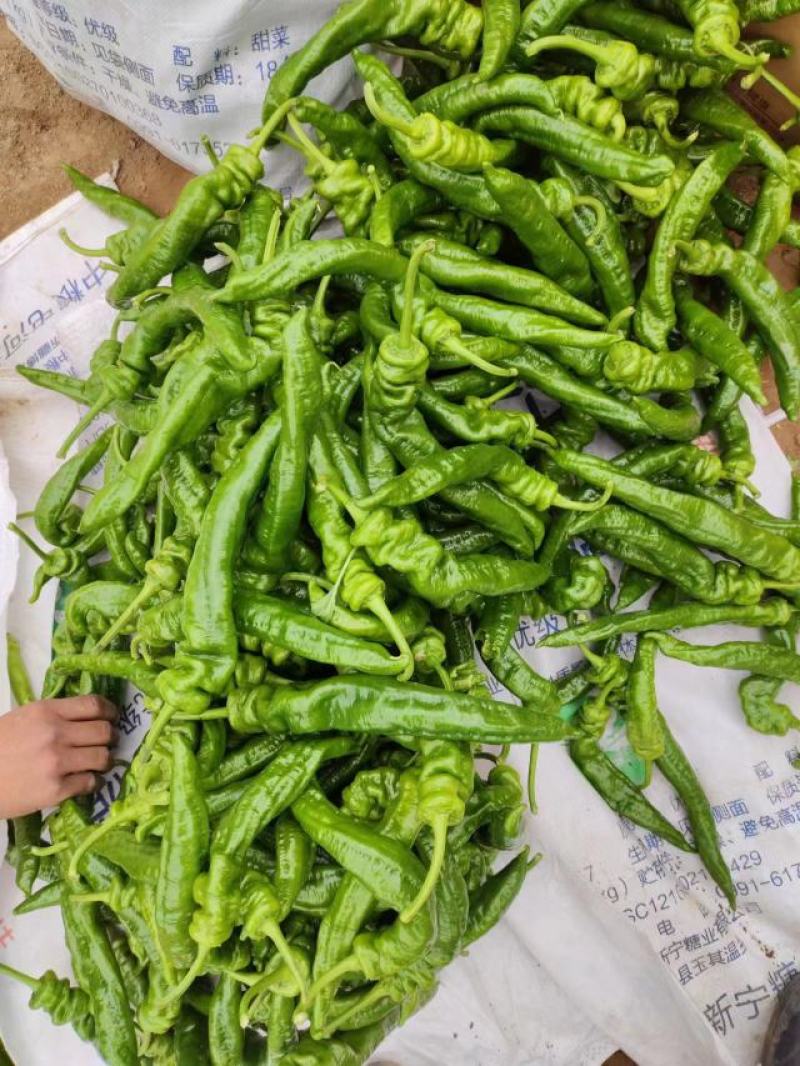 陇椒