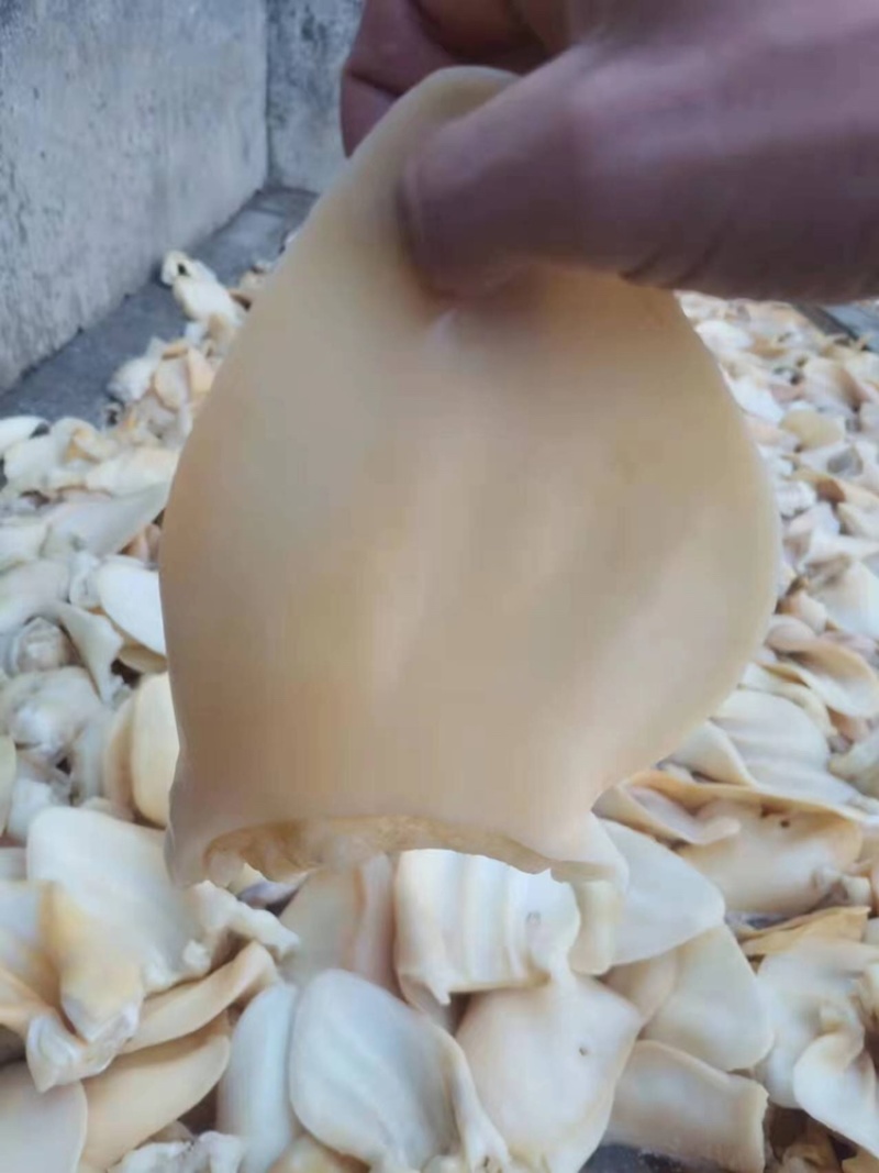 牛耳片