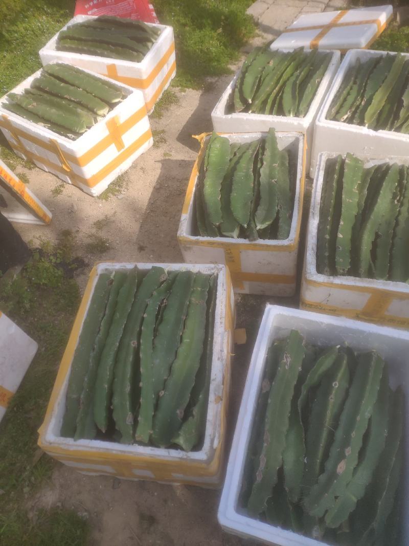 红心火龙果苗品种软大红，红宝龙、金都种苗果大产量高