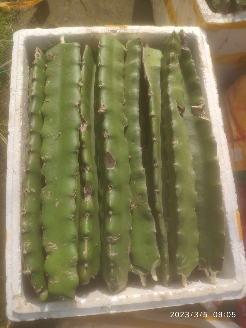 红心火龙果苗台湾优质品种软枝大红，大红种苗金都红宝龙