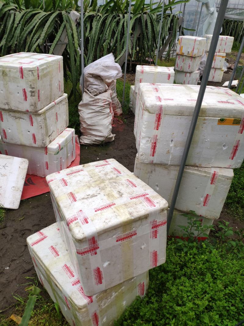 红心火龙果苗台湾优质品种软枝大红，大红种苗金都红宝龙