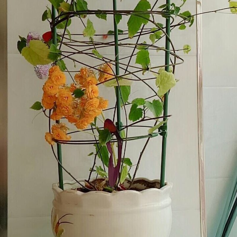 花架爬藤架植物架
