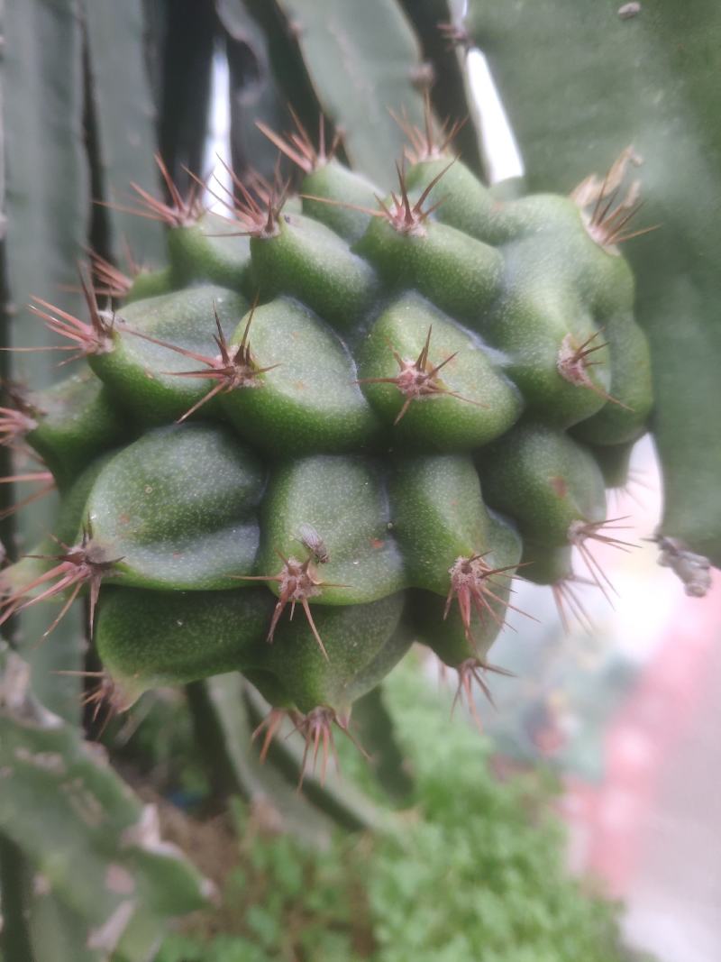 厄瓜多尔燕窝苗，燕窝苗，麒麟果，黄龙苗，以色列无刺黄