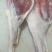 羊腿、中式后腿、法式羊腿，内蒙草地羊肉大，瘦肉多