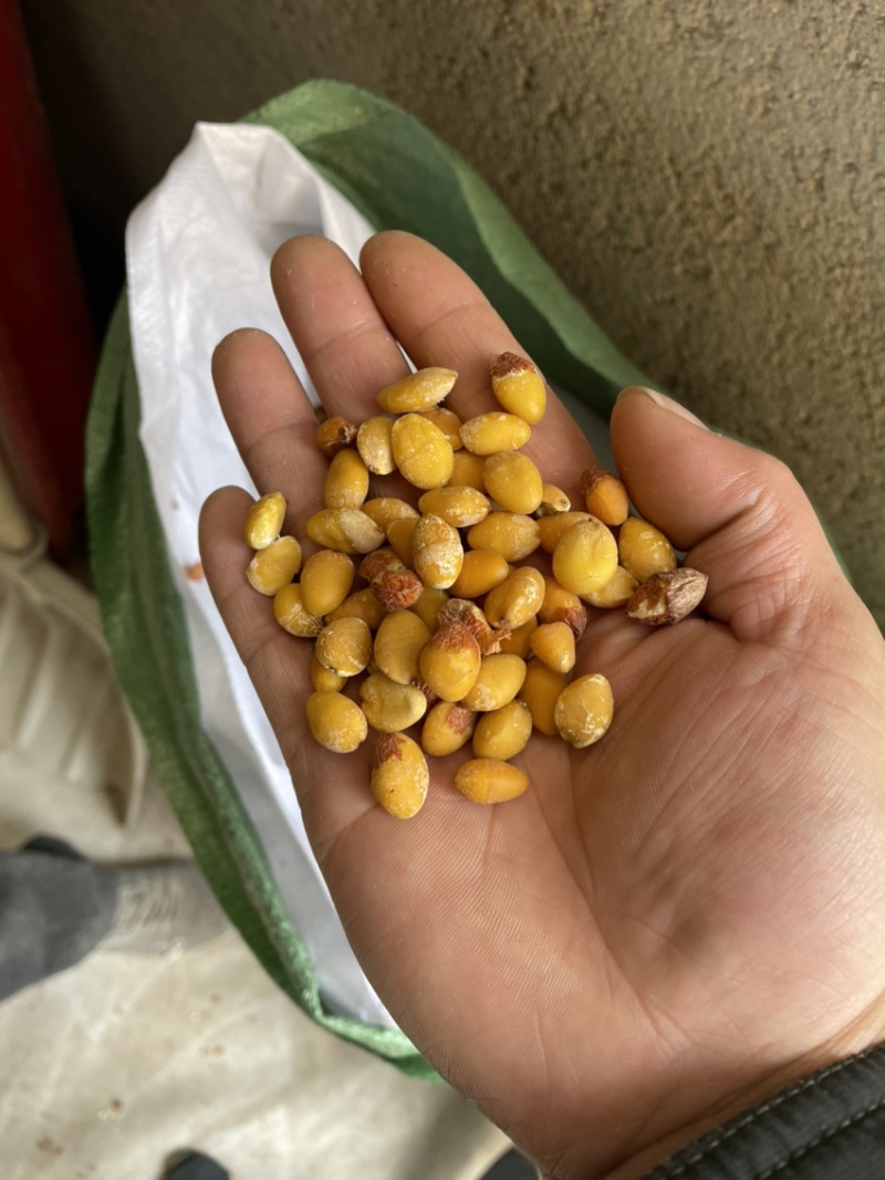 烘干白果仁食品烘干白果仁中药材烘干白果仁颗粒饱满圆润