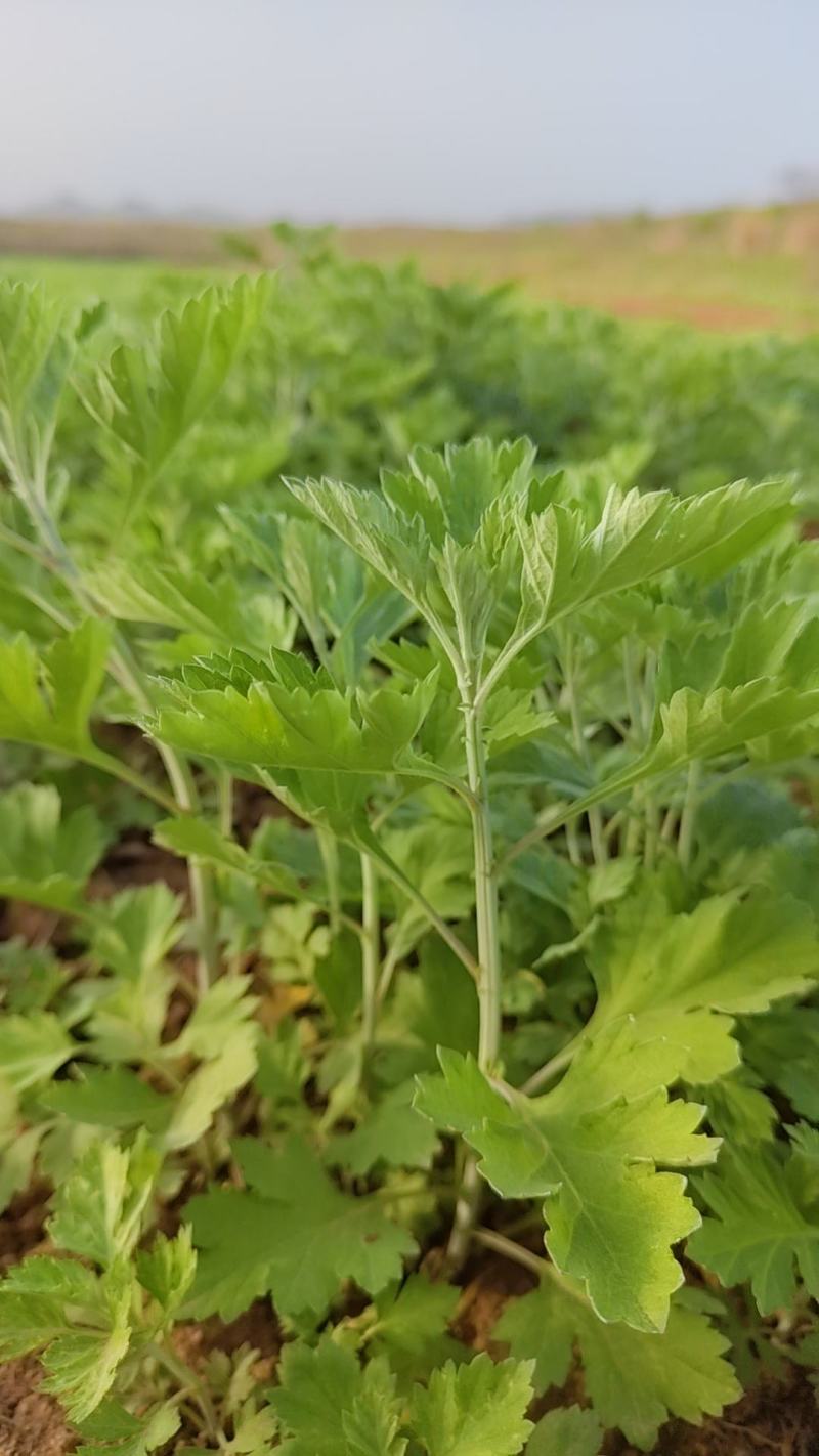 河南南阳艾草苗艾根艾叶大量供应成活率高包回收欢迎