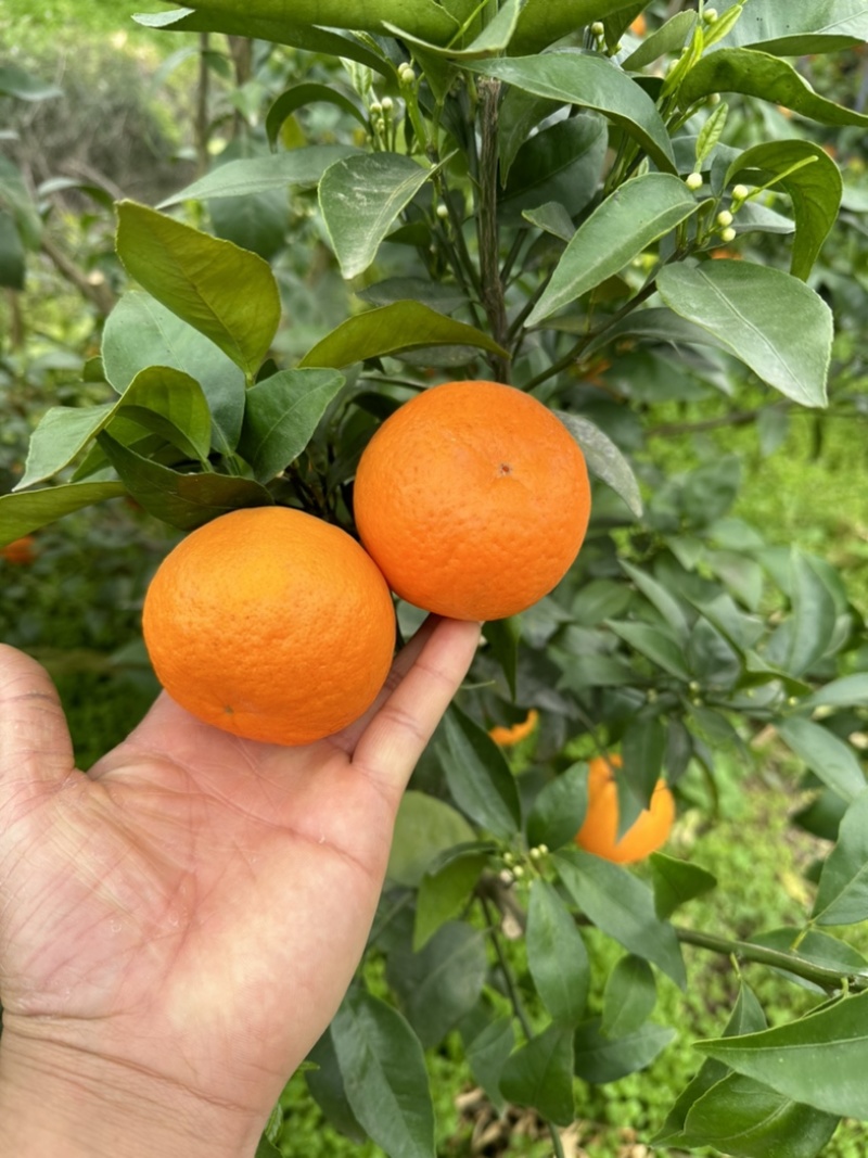 资阳沃柑60起不干水不冻伤