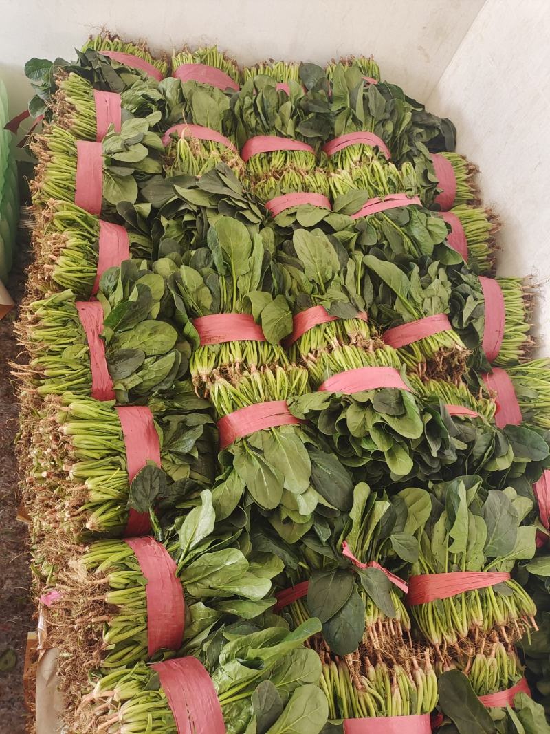 精品黑叶菠菜质量好价格低20～25厘米