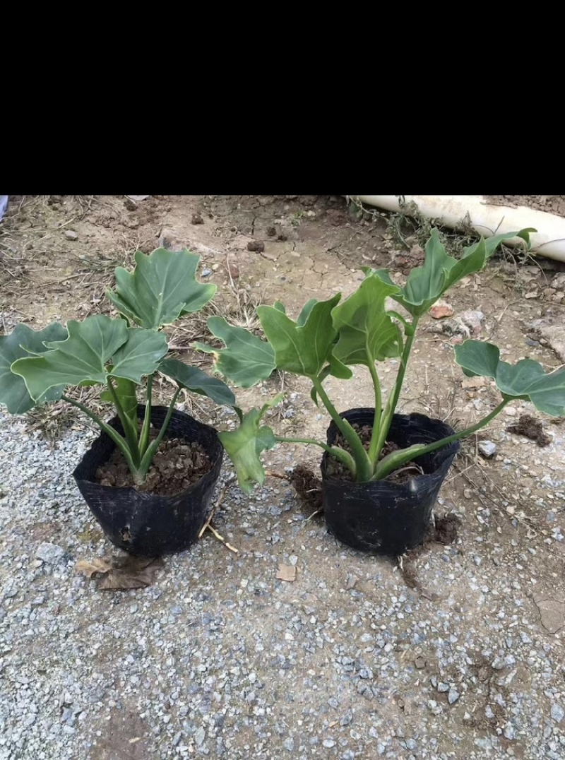 春羽福建漳州春羽场地直销现货供应