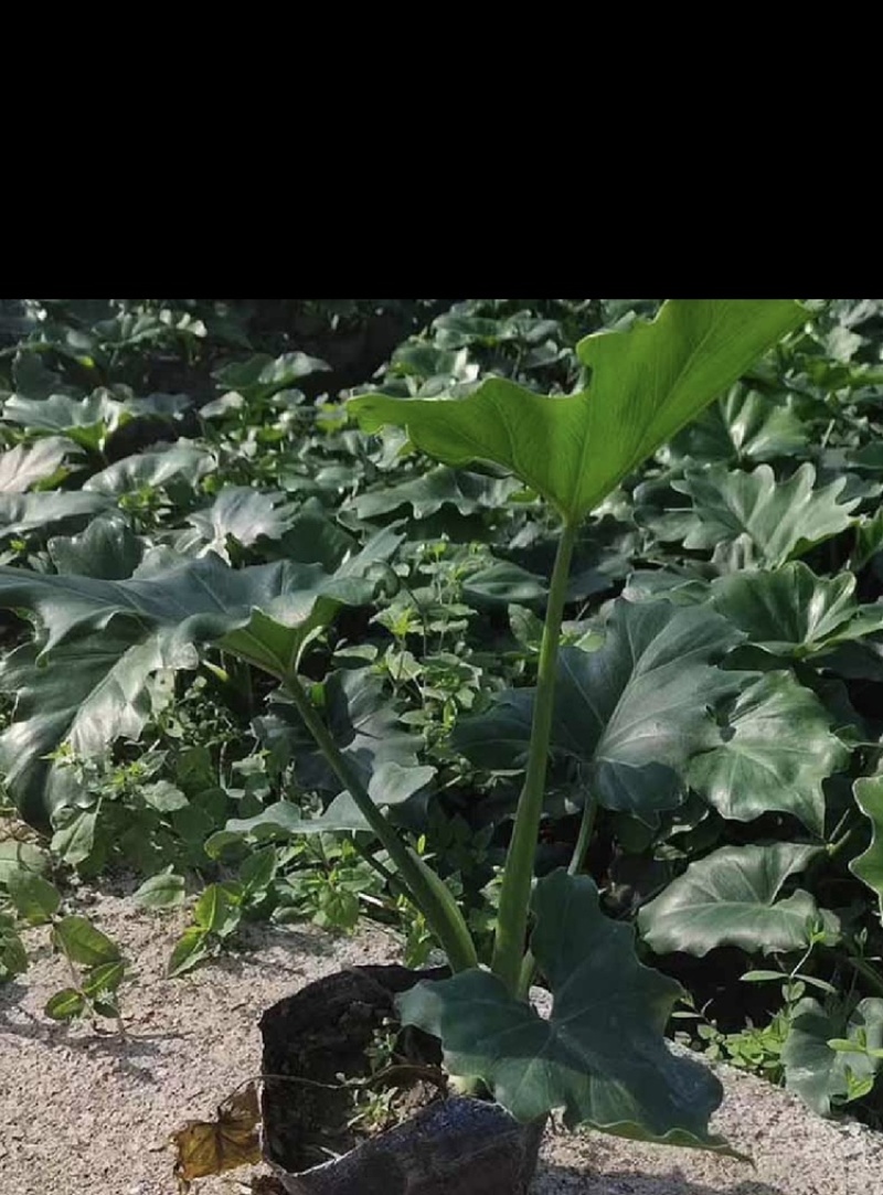 春羽福建漳州春羽场地直销现货供应
